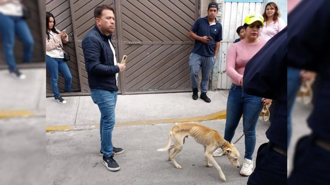 Asociación Civil habla sobre el rescate a perrito que colgaba de un segundo piso