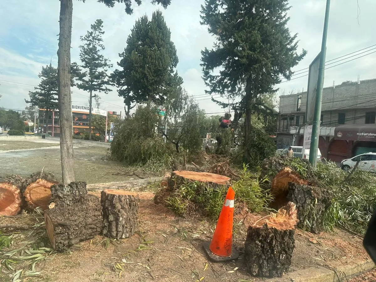 Avanza reforma que tipifica el ecocidio y que permitirá panteones ecológicos en Edomex