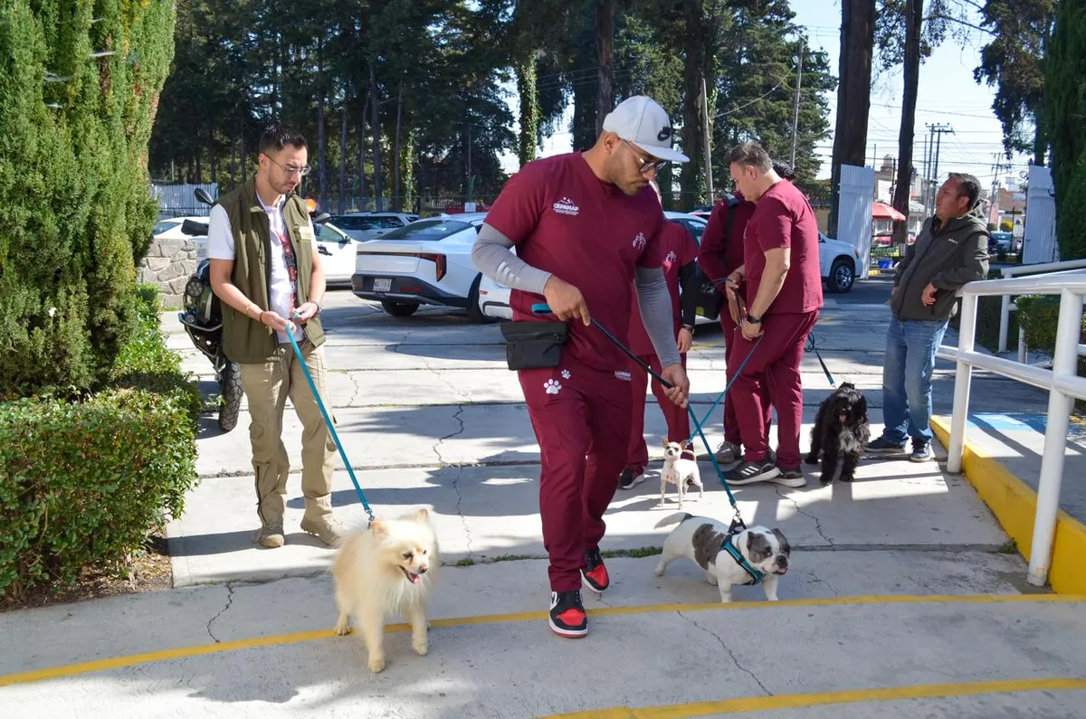 En cada visita, los perritos brindan acompañamiento emocional a por lo menos seis pacientes.