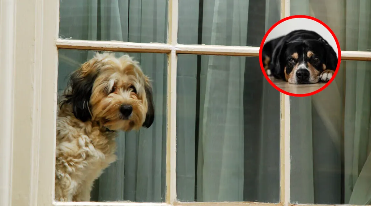 ¿Aprueban ley para no dejar a perros más de 6 horas solos?