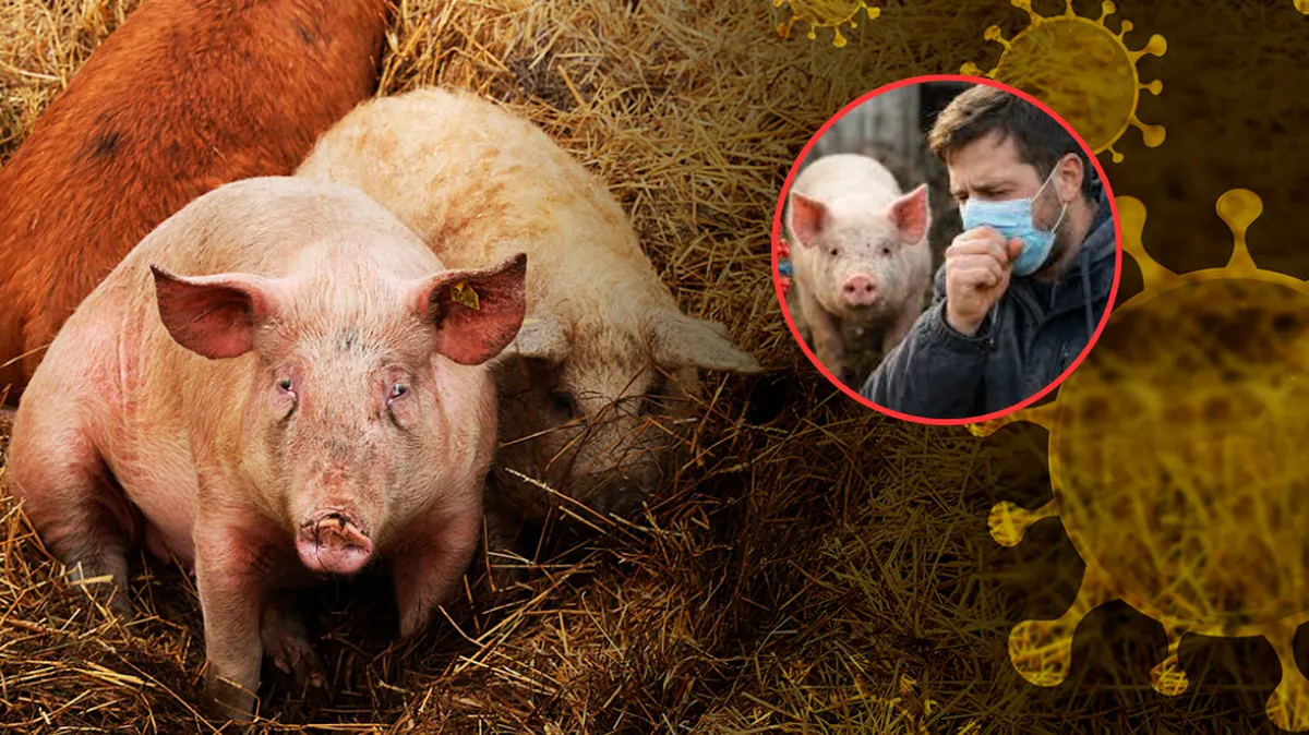 ¡Alertan a OMS! Detectan gripe porcina en un paciente sin contacto animal