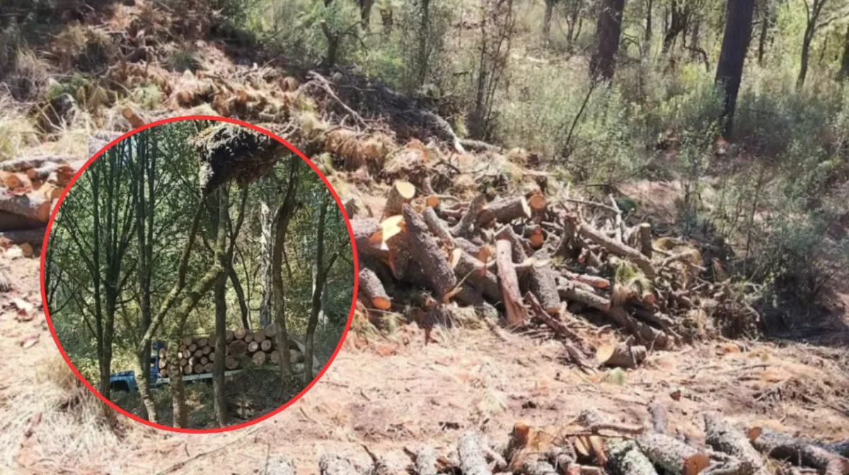 Riesgo de violencia en Chalco por conflicto ejidal y deforestación masiva