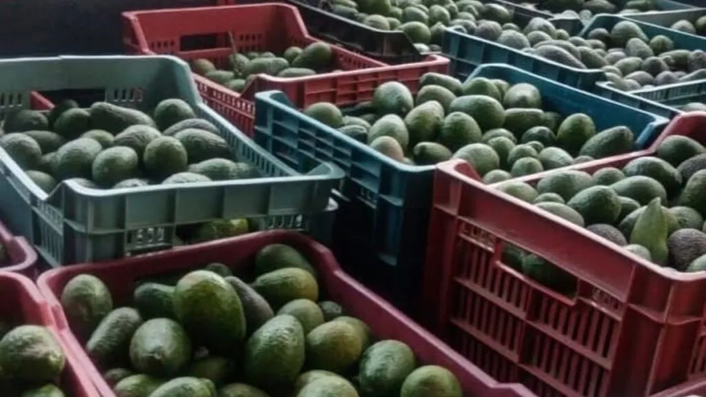 Aguacateros mexiquenses buscan mercados internacionales