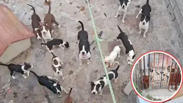 Perros pitbull abandonados generan crisis vecinal en Tultitlán; autoridades los retiran