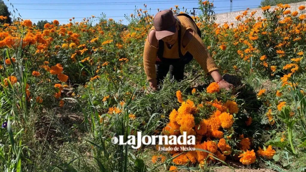 Productores de Teotihuacán inician cosecha de cempasúchil rumbo al Día de Muertos