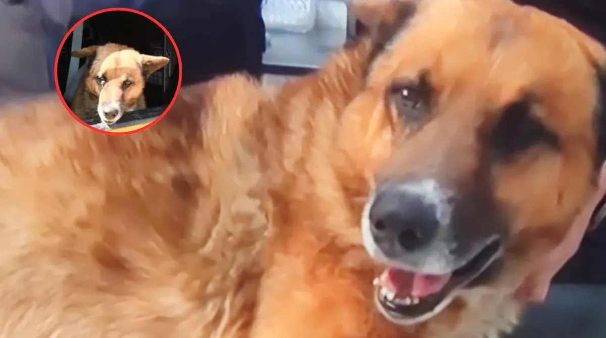 Indignación en Naucalpan arrojan a Lobito, un perro, por más de 50 escalones