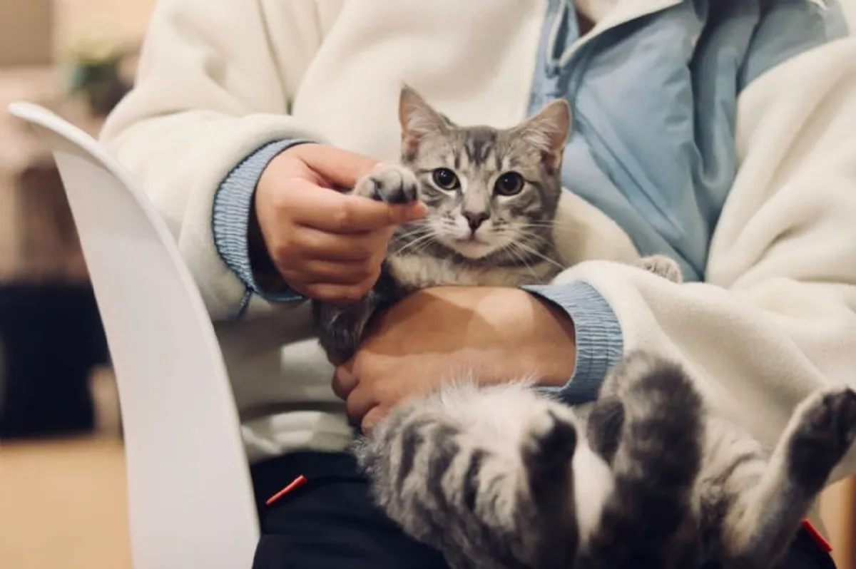 ¡Vacuna a tus perros y gatos contra la rabia GRATIS en Edomex!