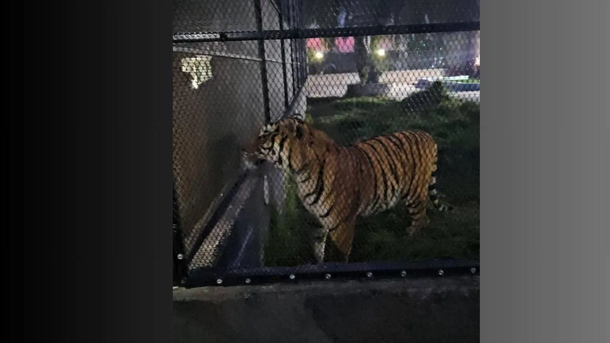 Chapultepec: Rescatan a tigre de bengala