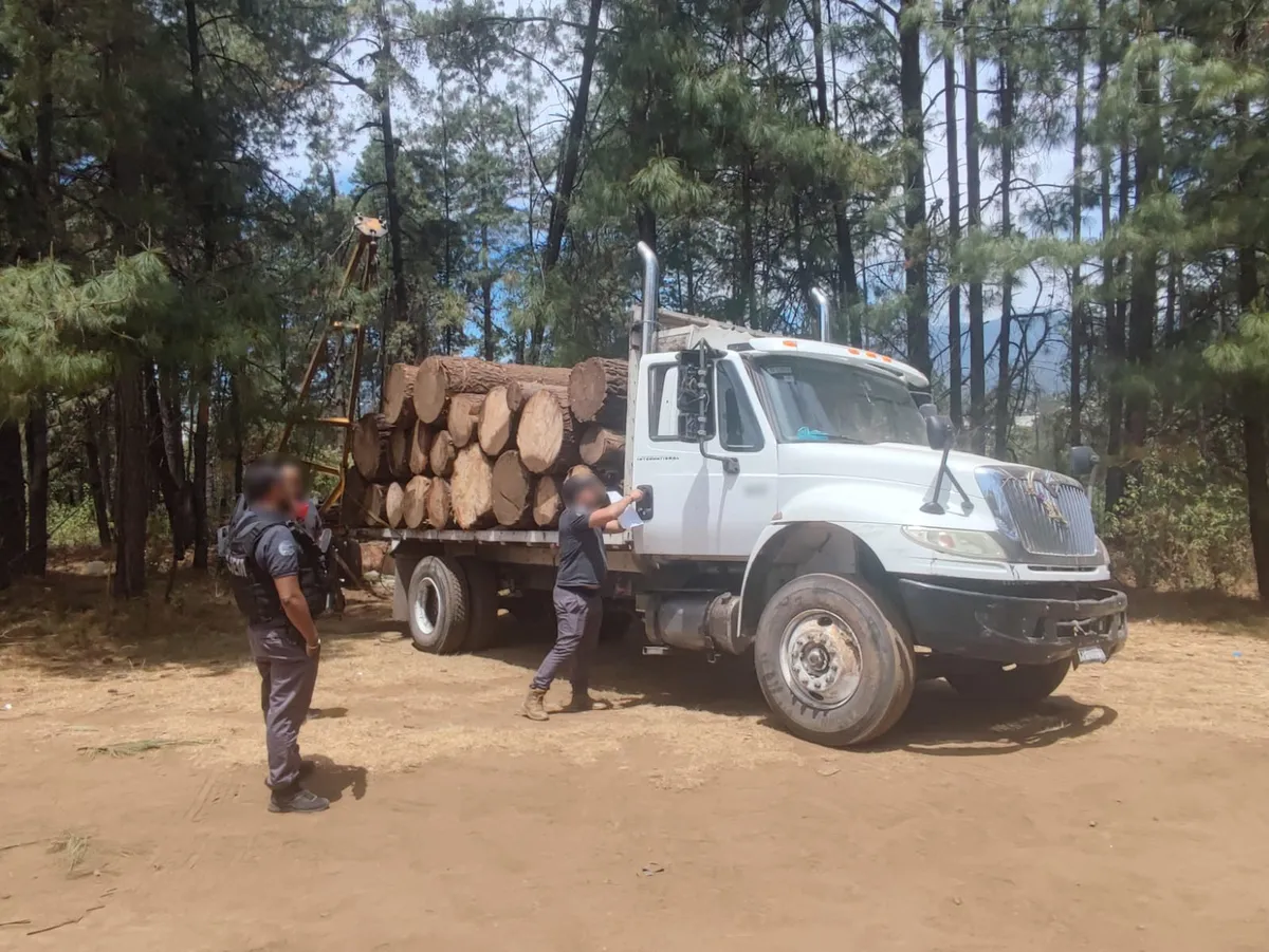 Detenidos cuatro responsables de delitos contra el medio ambiente