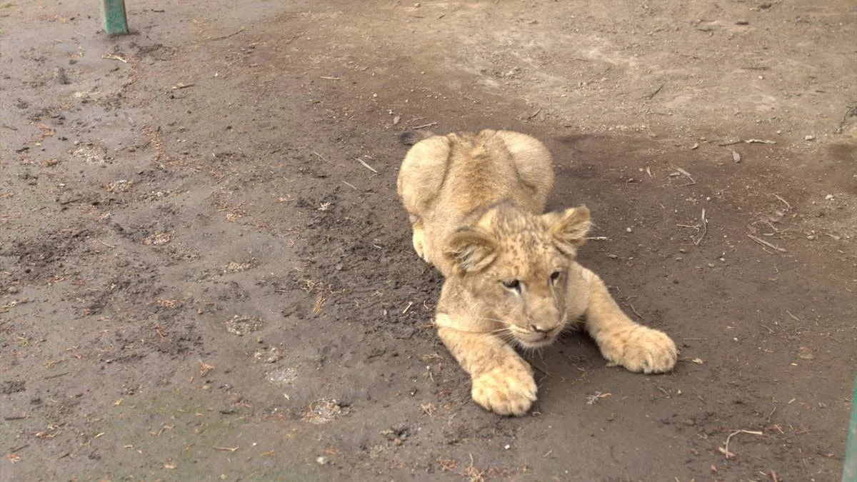 Parque Ecológico Zacango logra varios nacimientos en diez meses