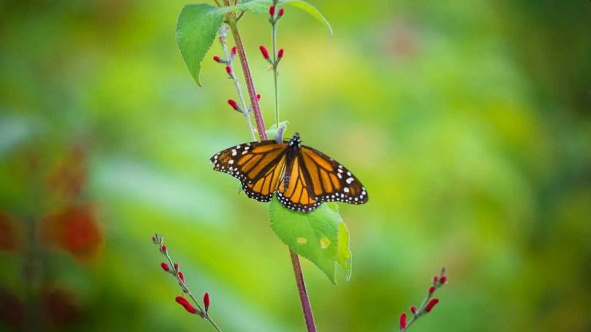 Cambio climático podría desplazar al sur reproducción de la mariposa monarca