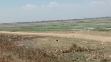 Reportan severa sequía en la Laguna de Zumpango
