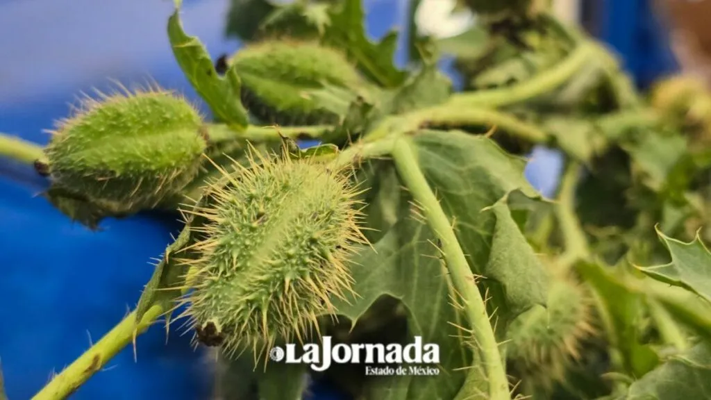 Etnia Náhuatl de Toluca busca certificar su medicina tradicional