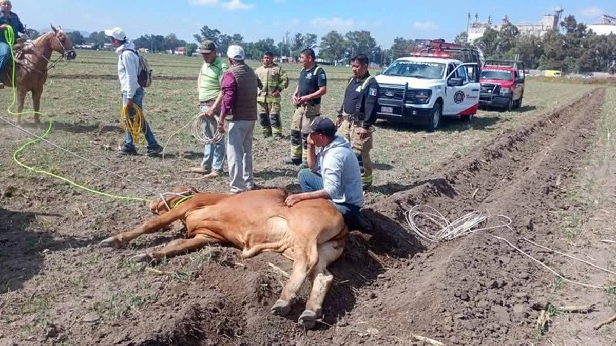 Se escapa ganado y causa caos vial en Texcoco