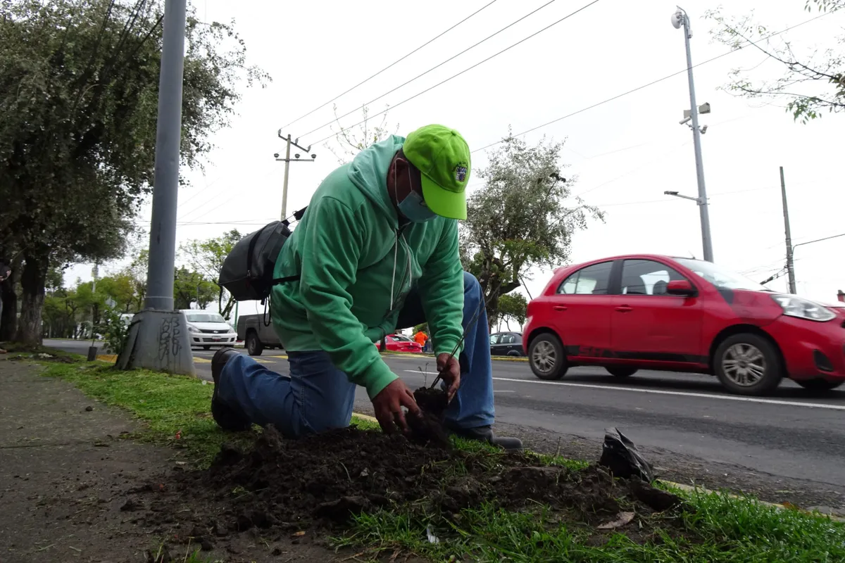 Ponen verde a Toluca, arborizan Paseo Tollocan y Matlatzincas