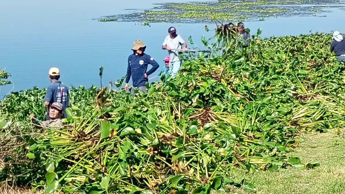 Lirio acuático invade 80% laguna de Zumpango; lancheros desesperados limpian a mano
