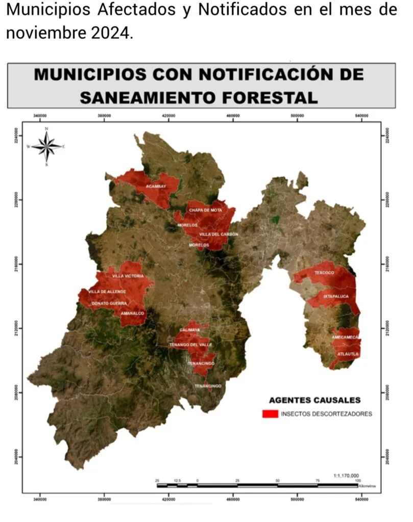 Comienzan acciones para atender plagas de descortezadores