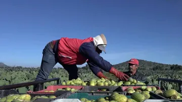 Productores de tuna y nopal del Edomex suspenden cierres carreteros