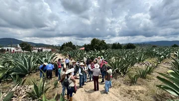 Edomex analiza comercialización e industrialización del agave pulquero