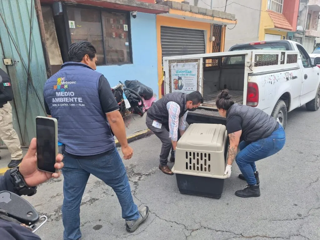 Rescata gobierno de Metepec a 36 lomitos en condición de riesgo