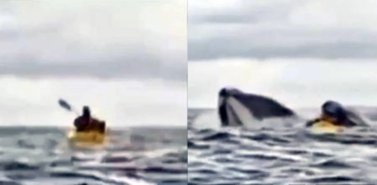 Ballena se traga a un joven de manera accidental