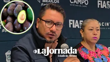 Gusano frena exportación de aguacate en Coatepec