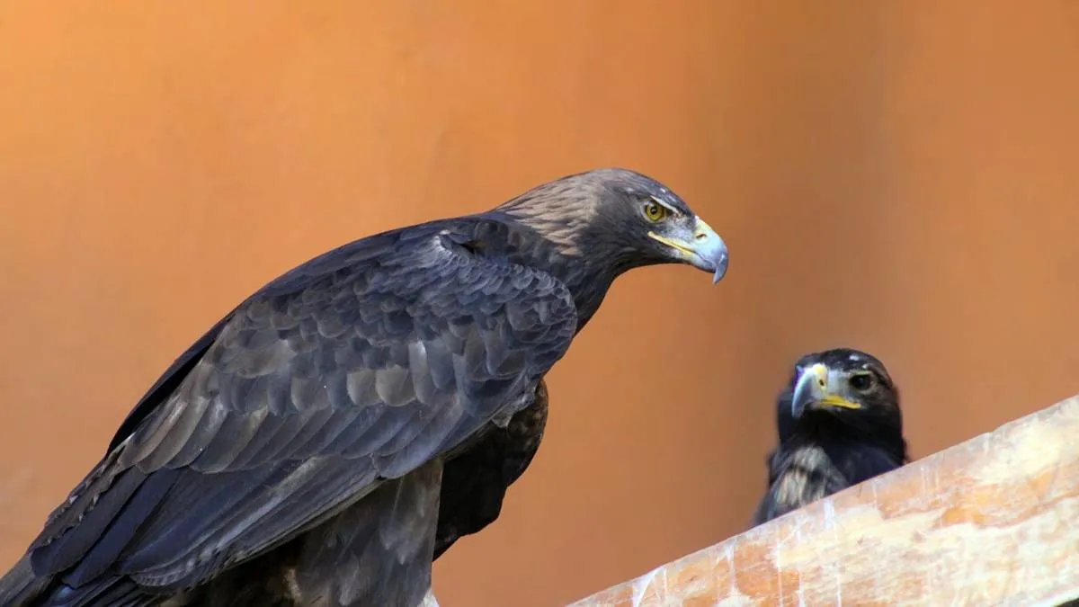 Zoológico Zacango tiene nuevo habitante: un bebé de águila real