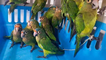 Al menos 50 animales rescatados llegan al Parque Ecológico Zacango cada año