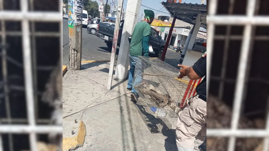 Rescatan a un búho y un halcón en Ixtapaluca