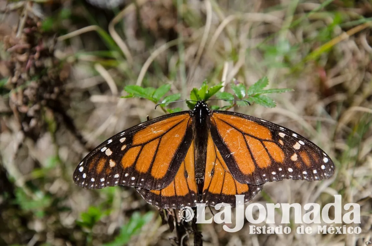Atlautla: Santuario de mariposa monarca