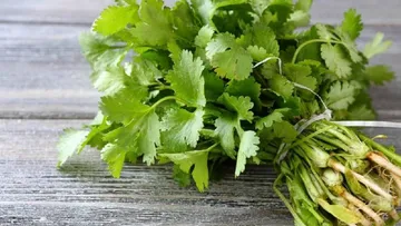 Cilantro el nuevo “oro verde”
