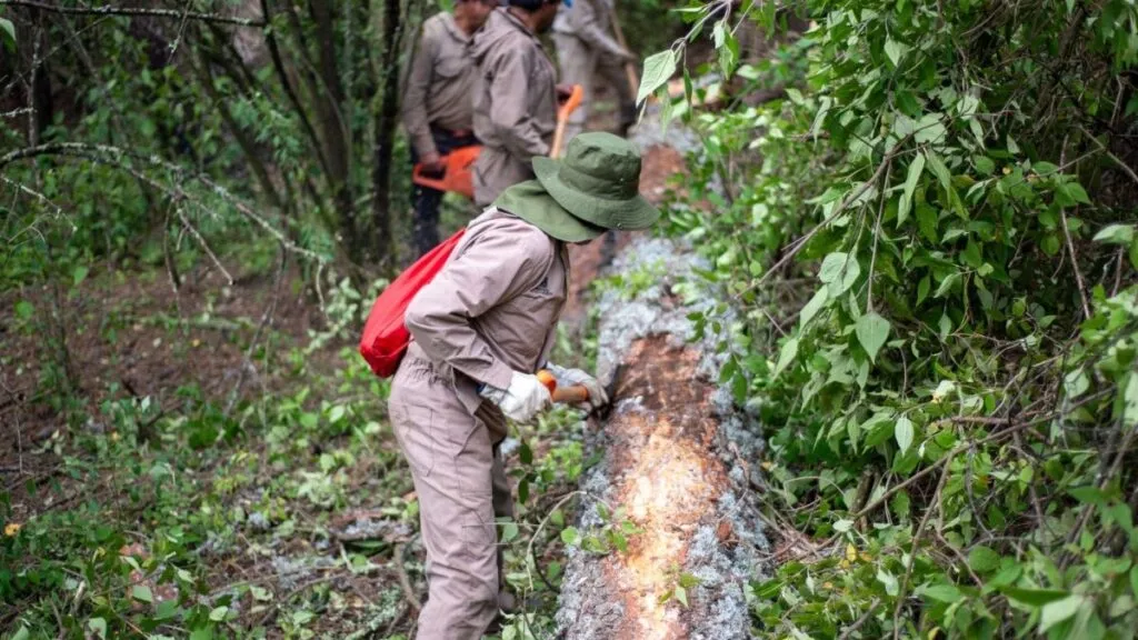 Jocotitlán: Protegen Cerro de Xocotépetl; intervienen 34.9 hectáreas