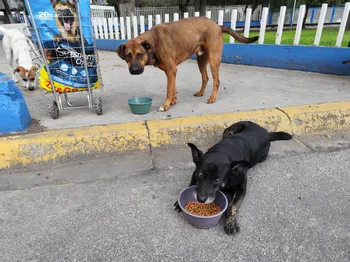 En Ecatepec arman plan para proteger a perros y gatos en situación de calle