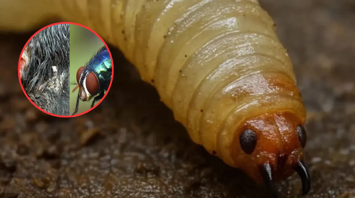 ISEM blinda rastros del Edomex contra el gusano barrenador: No hay casos detectados