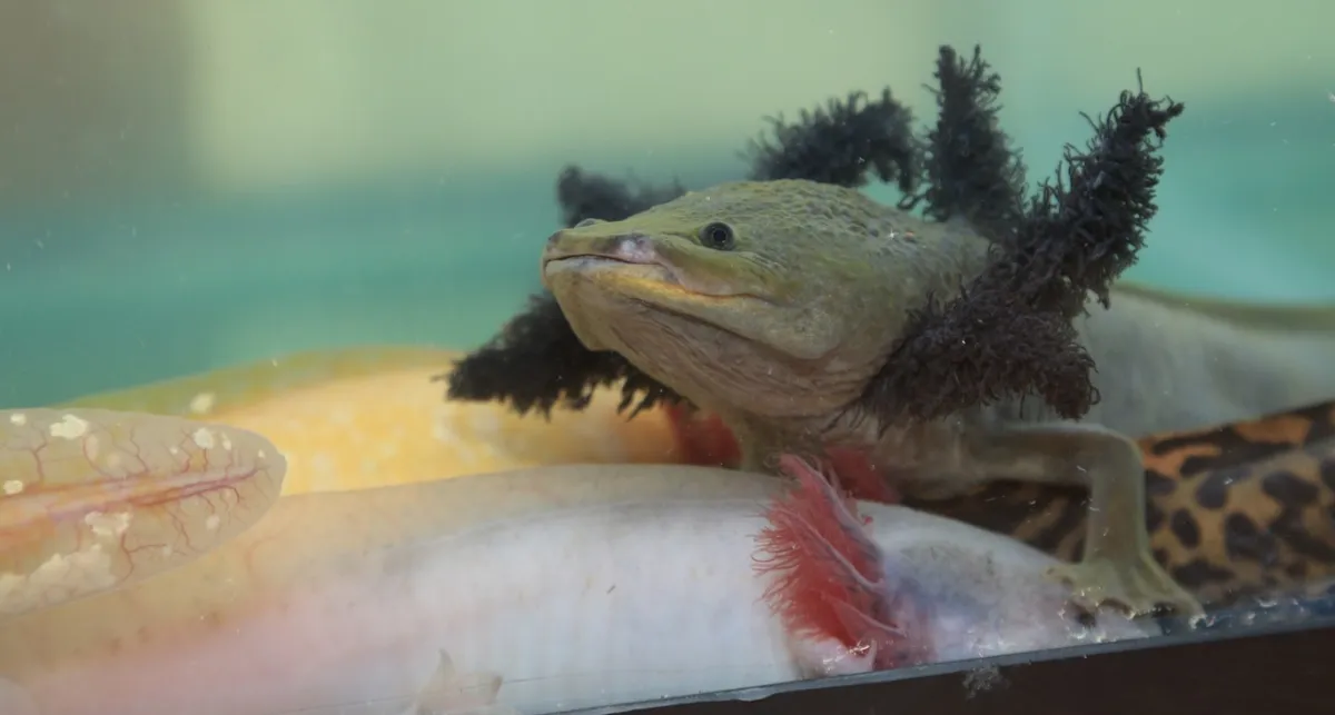 Ajolote, una especie prehispánica en preservación