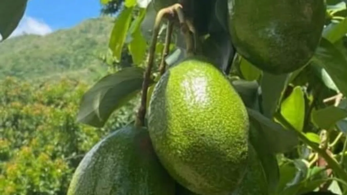 Exportación de aguacate del Estado de México