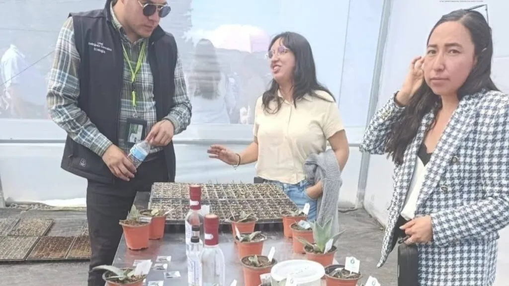 Programa Piloto para siembra de Agave Pulquero arranca en Edomex