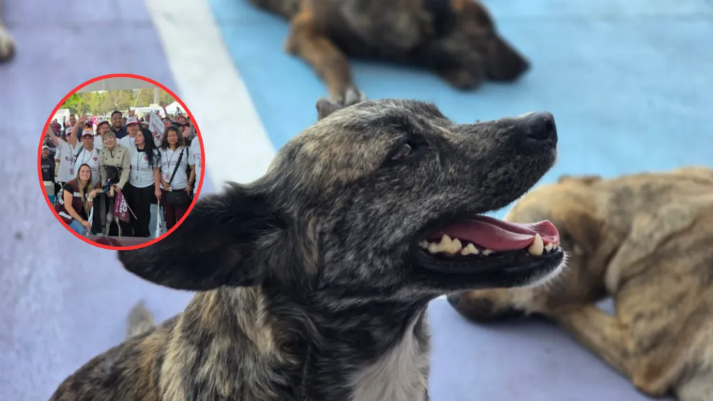 Esterilización gratuita en Tlalnepantla 2026: ¿Cuándo llega la Estrategia CERA a tu colonia?