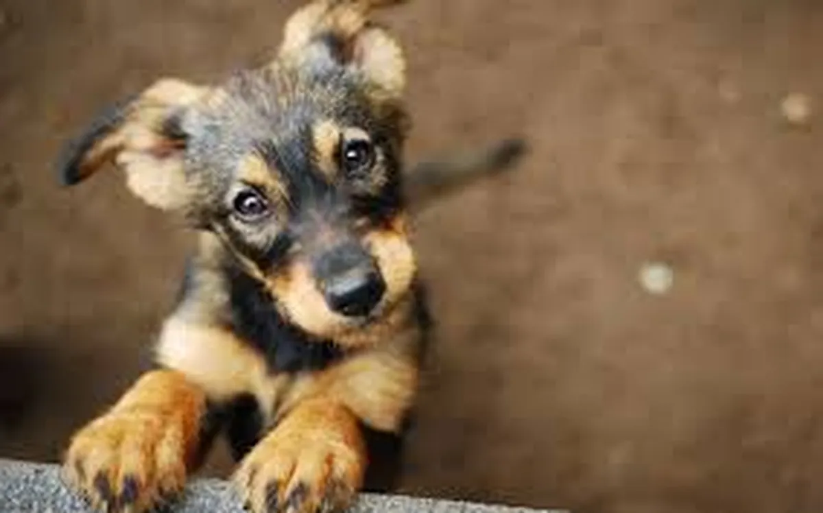 adoptar a una mascota en Toluca