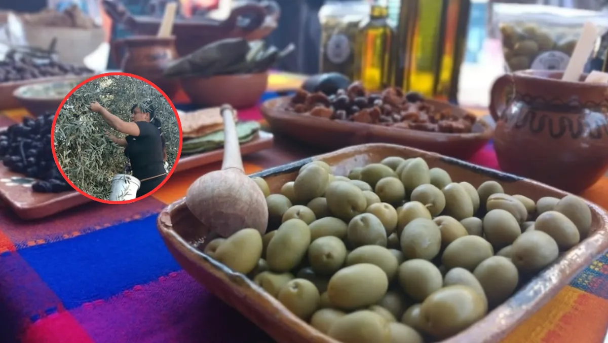 Chimalhuacán reconoce a mujeres productoras en la Feria del Olivo y la Aceituna 2025