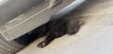 Envenenan a decenas de perros y gatos en Puebla