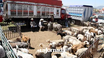 Martes de Tablas: El gran mercado de ganado en Tianguistenco