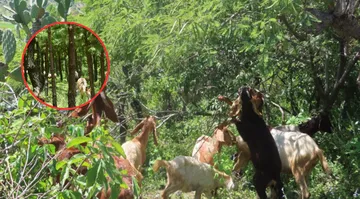 Probosque impulsa sistemas agrosilvopastoriles para proteger bosques del sur de Edomex
