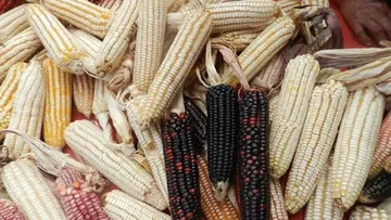 ICAMEX realizará acciones para preservar maíz nativo