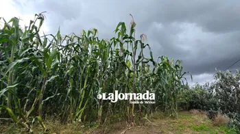 Granizadas dejan alrededor de 500 hectáreas afectadas en norte de la entidad. Fotos. Emilio Varela