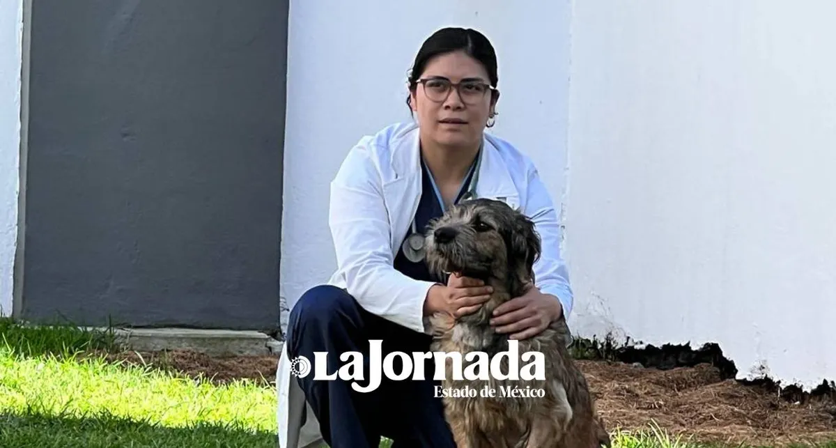 Toluca: Sociedad civil organizada para mejorar vida de perritos abandonados