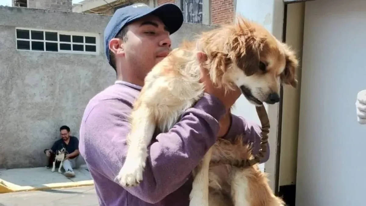 Con plan R3 Valle de Chalco reduce población de perros callejeros