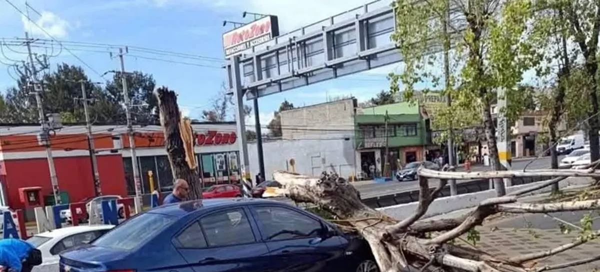 Árbol cayó sobre un auto entre Atizapán y Tlalnepantla