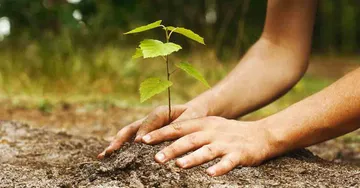 Por programa anual plantarán 230 mil árboles en Toluca