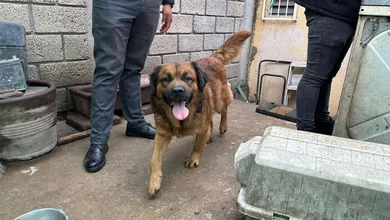 El operativo se llevó a cabo tras denuncias ciudadanas que alertaron sobre la situación de los animales.